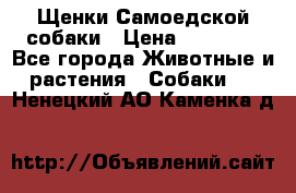 Щенки Самоедской собаки › Цена ­ 25 000 - Все города Животные и растения » Собаки   . Ненецкий АО,Каменка д.